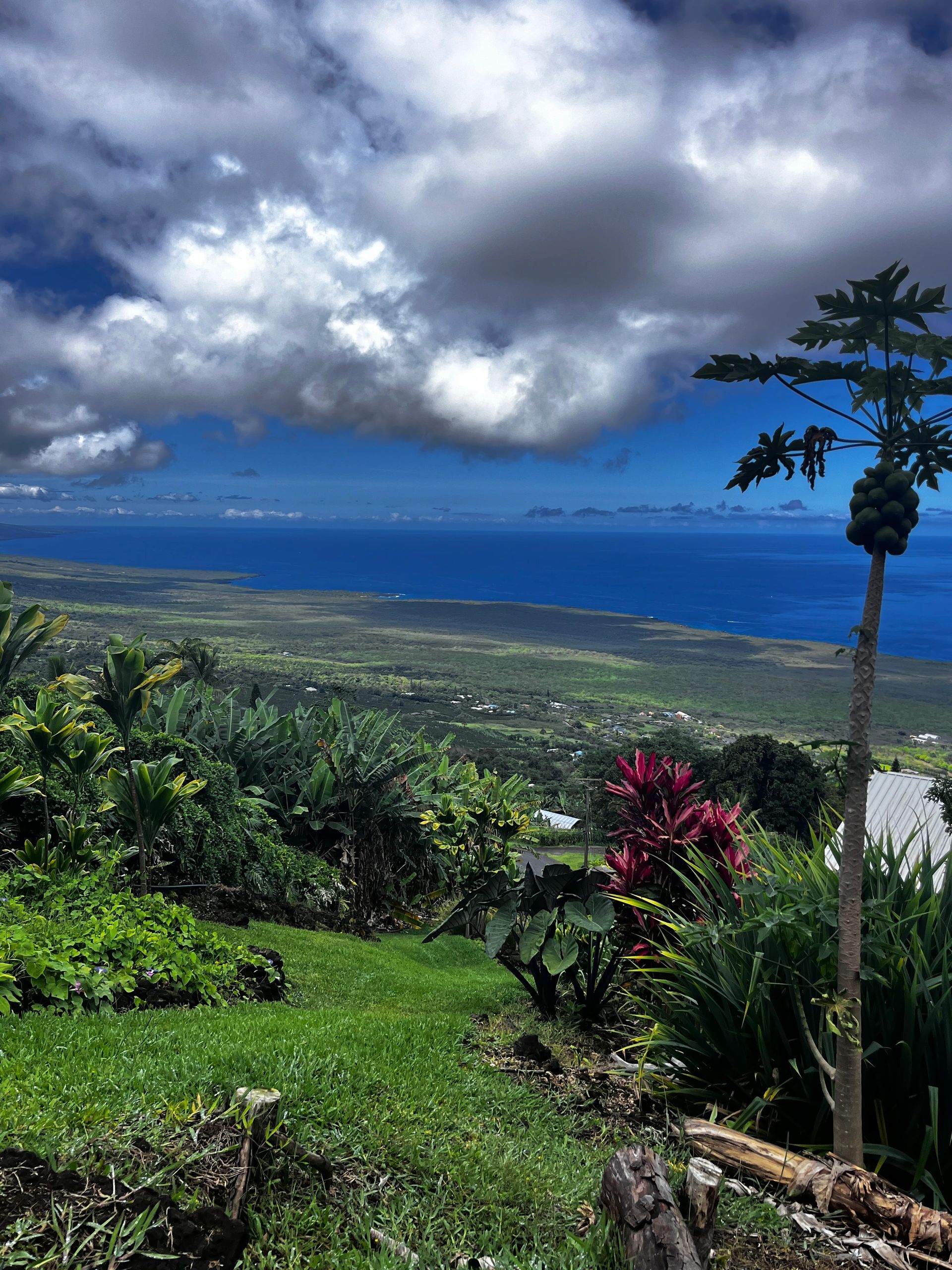 View from the South Kona property, looking down toward the coast, with papaya and ti leaf growing in the foreground