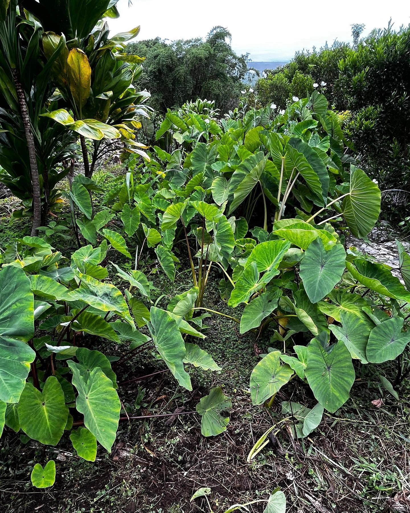 Kalo growing on the restored South Kona site