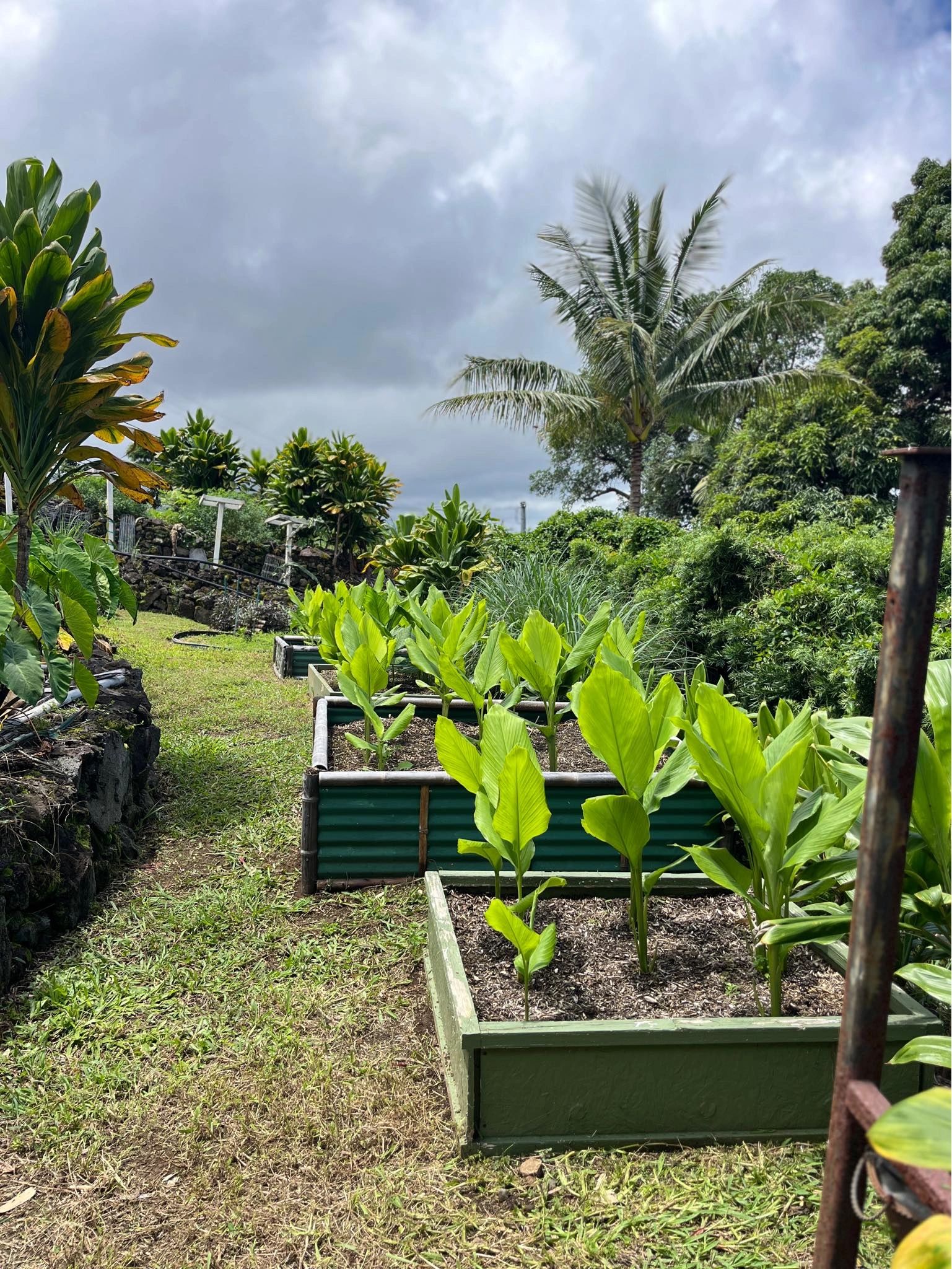 Raised beds of ʻōlena (turmeric) on the South Kona site