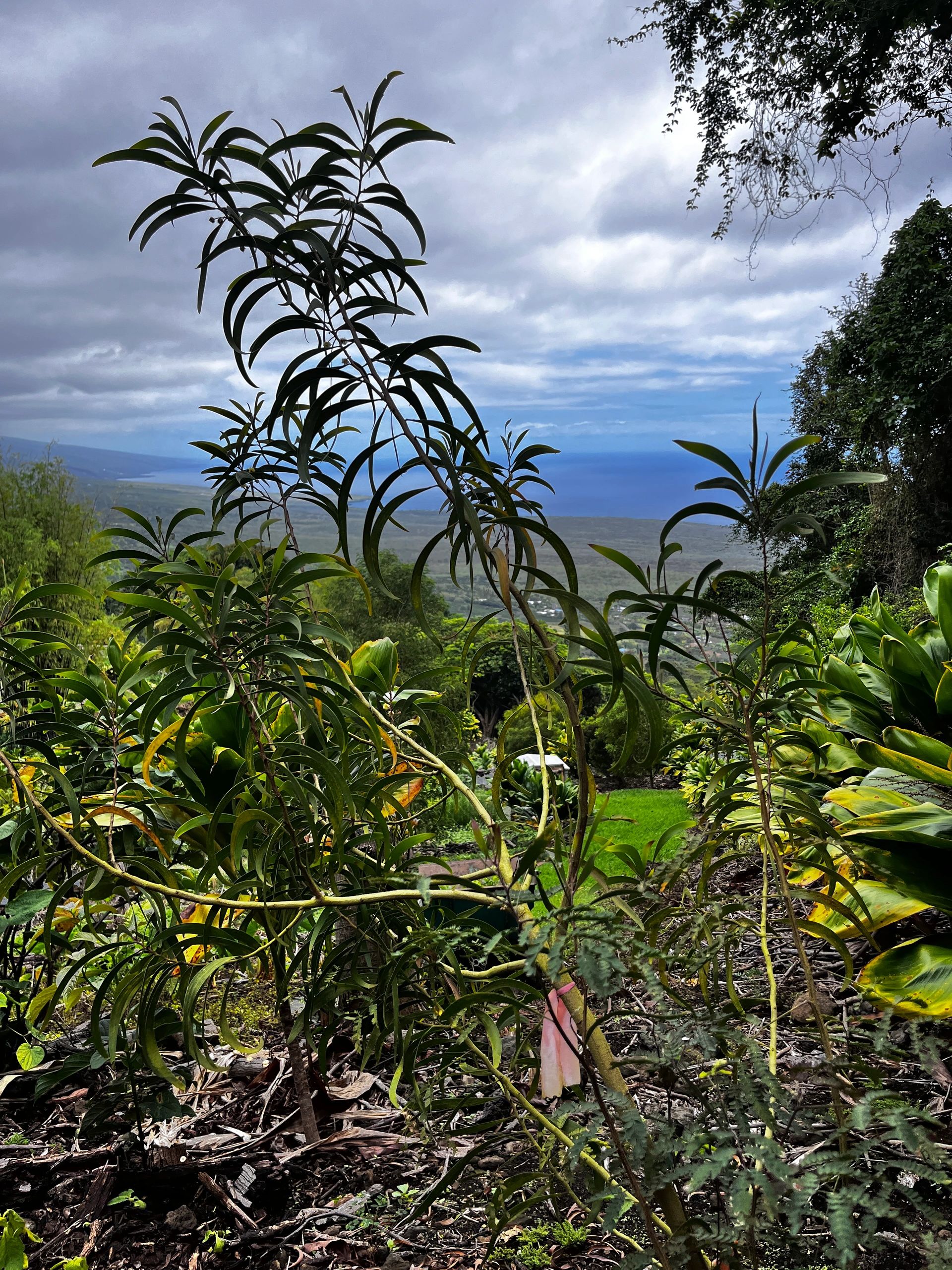 Restored planting on the South Kona hillside, overlooking the coast